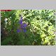 delphinium ....jpg